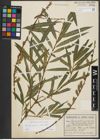 Foto von Salix purpurea L. x Salix viminalis L.